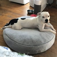 Yumi - Pending Adoption - Photo 3