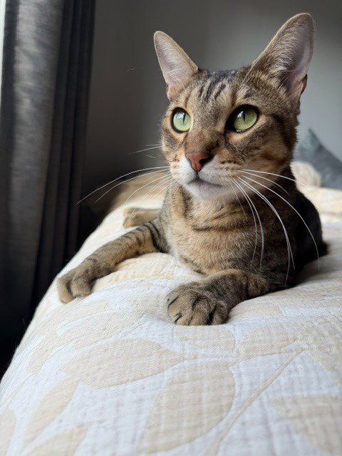 TOMMY - Domestic Short Hair for adoption in St. Paul
