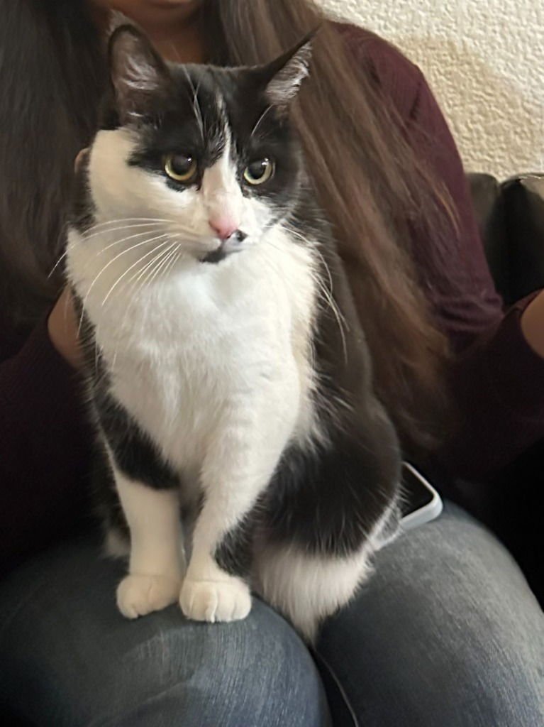 ARYA-PENDING ADOPTION