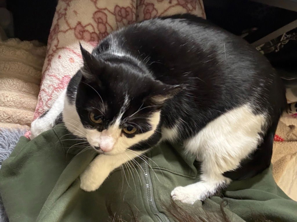 ARYA-PENDING ADOPTION - Domestic Short Hair available for adoption