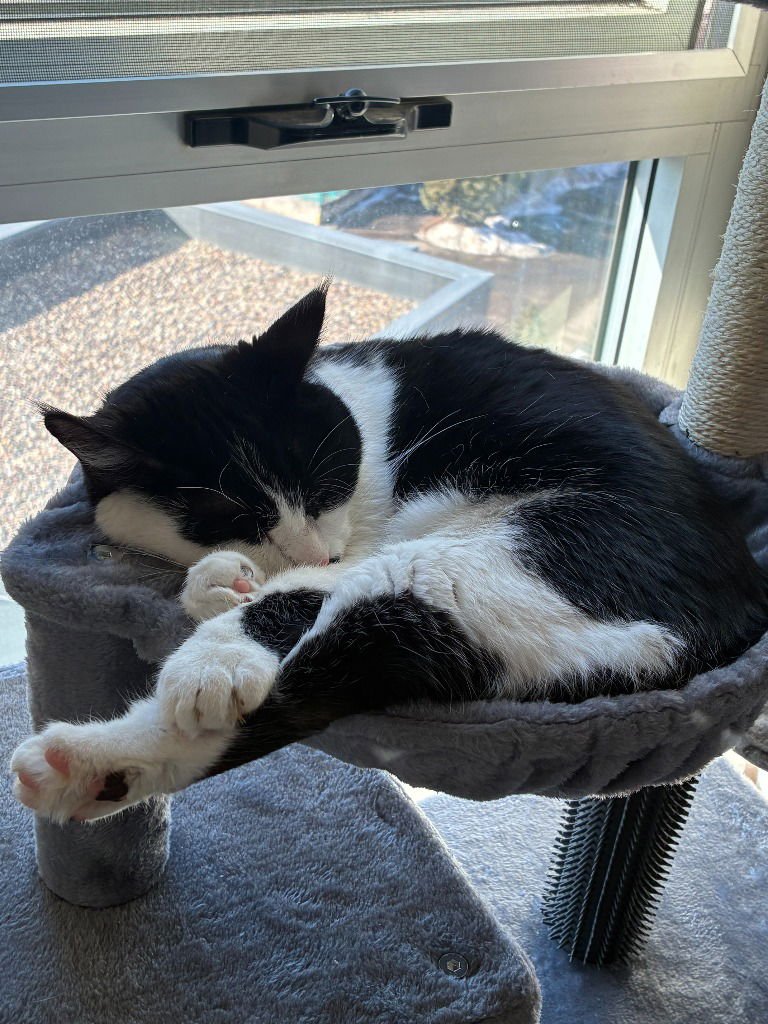 Arya-Pending Adoption - Photo 3