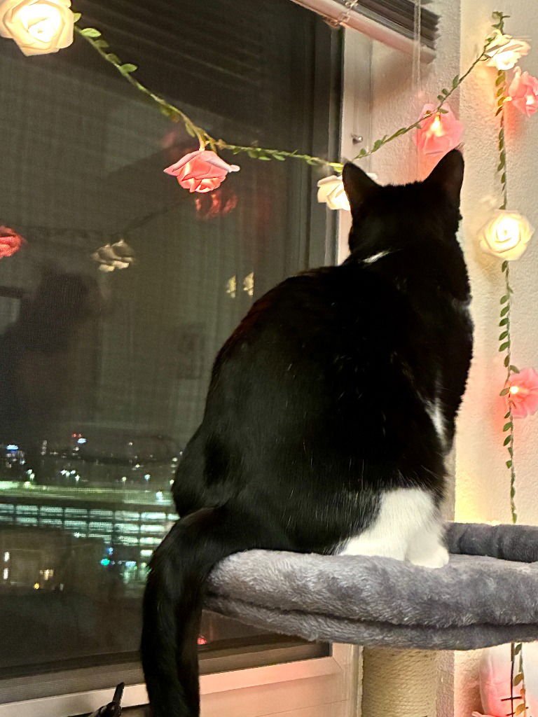 Arya-Pending Adoption - Photo 4