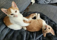 Gus / Max - Photo 2