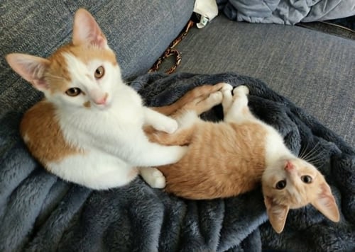 GUS / MAX - Domestic Short Hair available for adoption