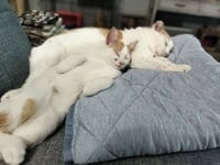 Gus / Max - Photo 4