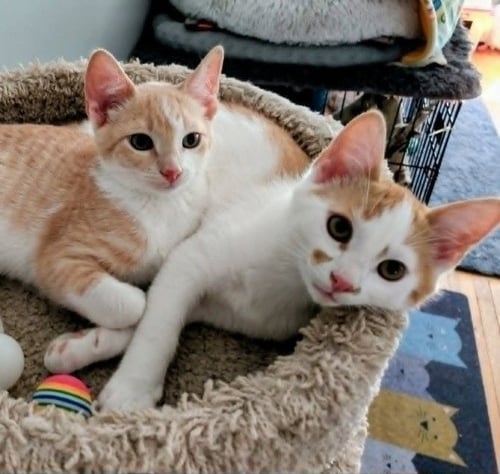 GUS / MAX - Domestic Short Hair available for adoption