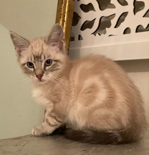 TIRAMISU - NO LONGER ACCEPTING APPS