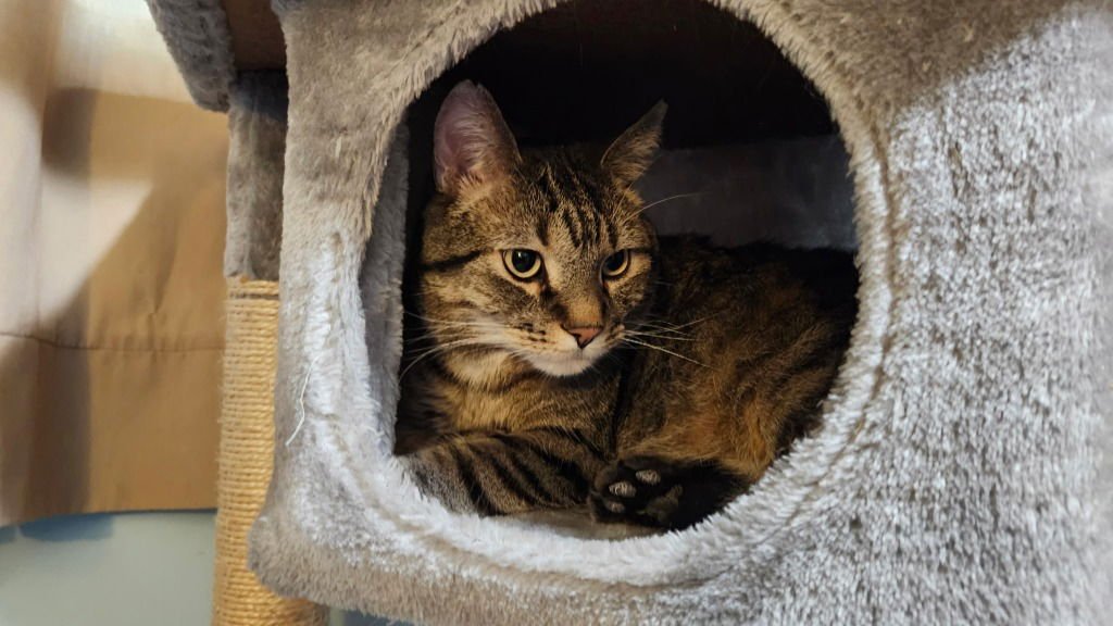 BRUCE - Domestic Short Hair available for adoption