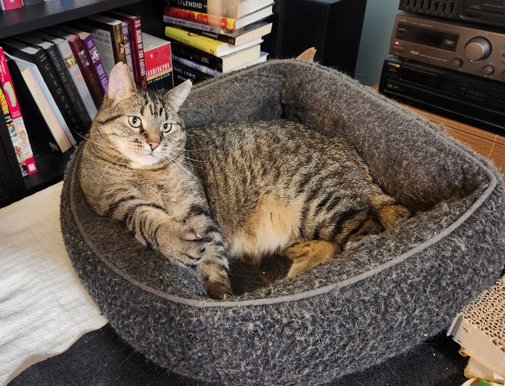 BRUCE - Domestic Short Hair available for adoption