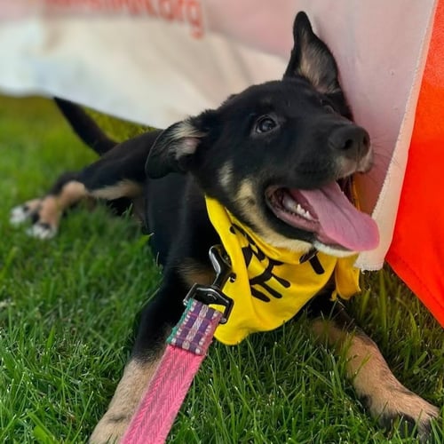 GLEE - German Shepherd Dog / Terrier available for adoption