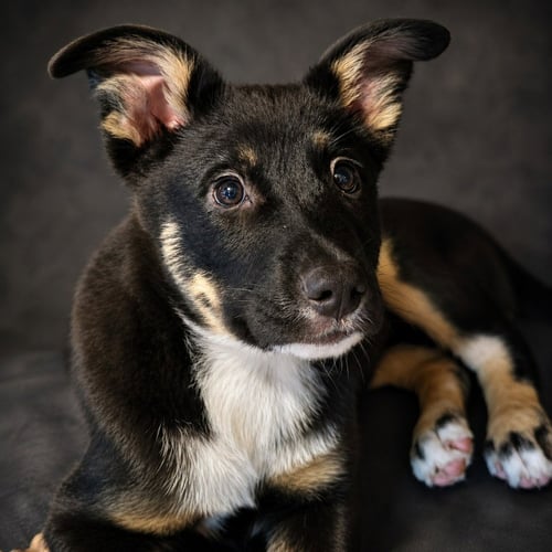 GLEE - German Shepherd Dog / Terrier available for adoption