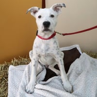 Dale - Pending Adoption - Photo 2