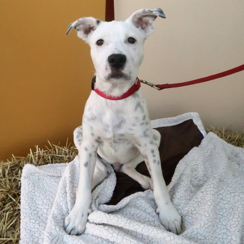 DALE - PENDING ADOPTION - Pit Bull Terrier / Terrier available for adoption