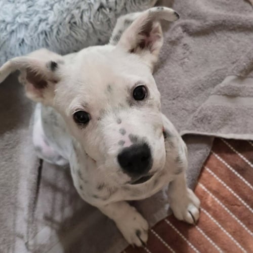 DALE - PENDING ADOPTION - Pit Bull Terrier / Terrier available for adoption