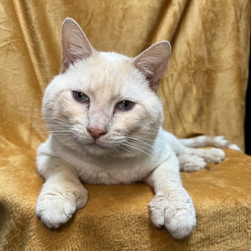 TUCKER - Domestic Short Hair available for adoption