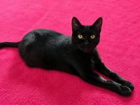 Shadow / Pepper - Photo 3