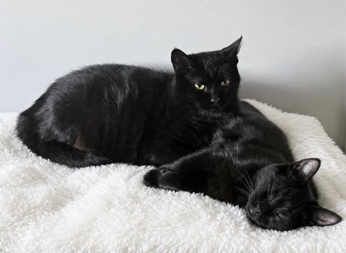 SHADOW / PEPPER - Domestic Short Hair available for adoption
