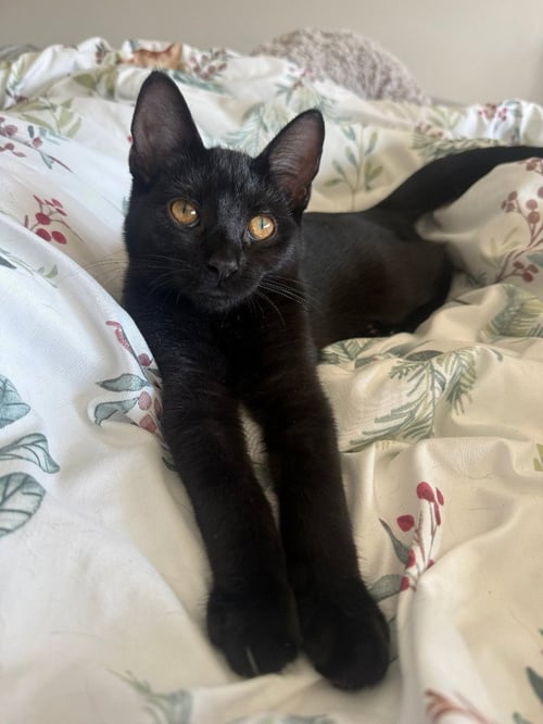 SHADOW / PEPPER - Domestic Short Hair available for adoption