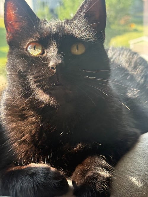 SHADOW / PEPPER - Domestic Short Hair available for adoption