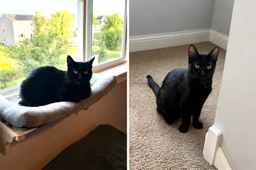 SHADOW / PEPPER - Domestic Short Hair available for adoption