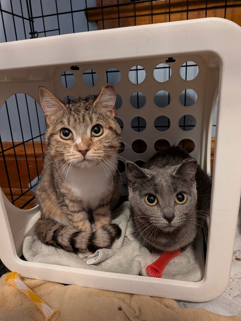 DROP-PENDING ADOPTION / DOT-PENDING ADOPTION - Domestic Short Hair available for adoption