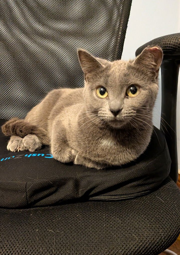 DROP-PENDING ADOPTION / DOT-PENDING ADOPTION - Domestic Short Hair available for adoption