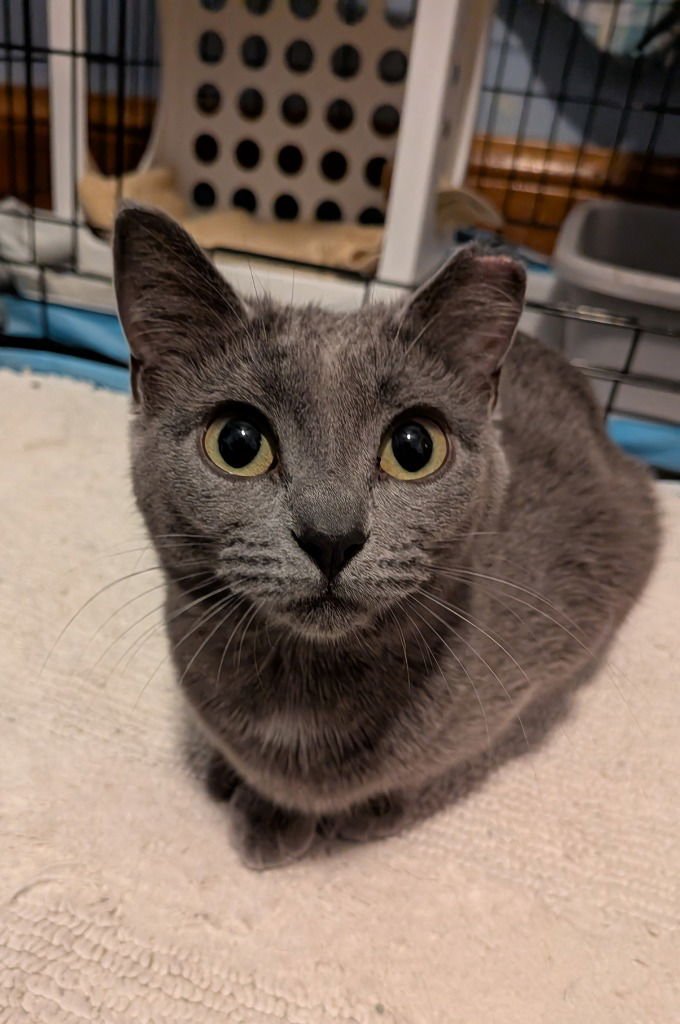 Drop-Pending Adoption / Dot-Pending Adoption - Photo 3