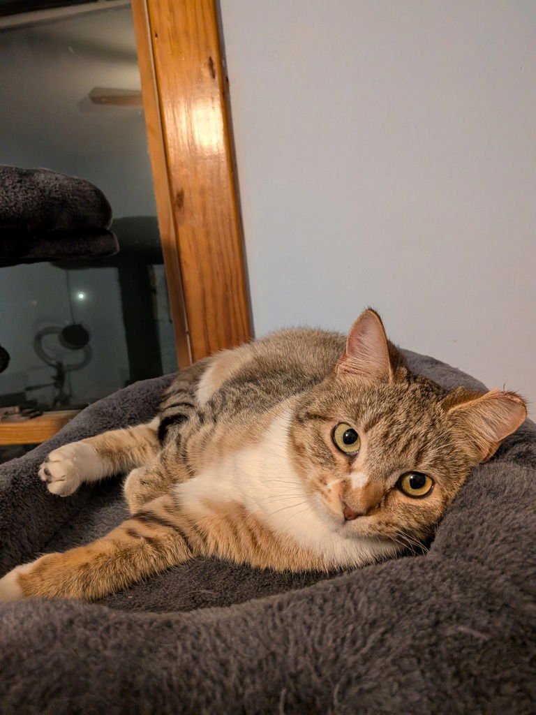 Drop-Pending Adoption / Dot-Pending Adoption - Photo 4