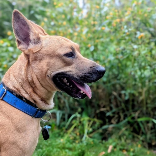 MOSHE - Belgian Shepherd Malinois / Terrier available for adoption