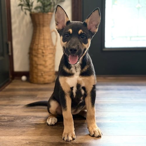 GLOW - PENDING ADOPTION