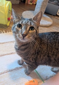 Lizzie - Pending Adoption - Photo 1