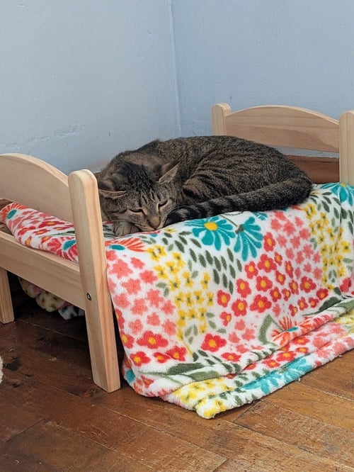 LIZZIE - PENDING ADOPTION - Domestic Short Hair available for adoption