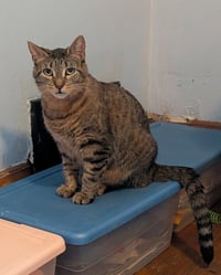 Lizzie - Pending Adoption - Photo 3