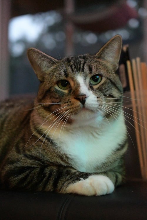 TAKE OFF (SPECIAL NEEDS) - Domestic Short Hair available for adoption