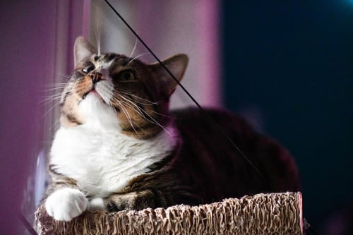 TAKE OFF (SPECIAL NEEDS) - Domestic Short Hair available for adoption