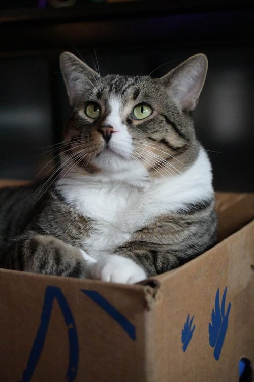 TAKE OFF (SPECIAL NEEDS) - Domestic Short Hair available for adoption