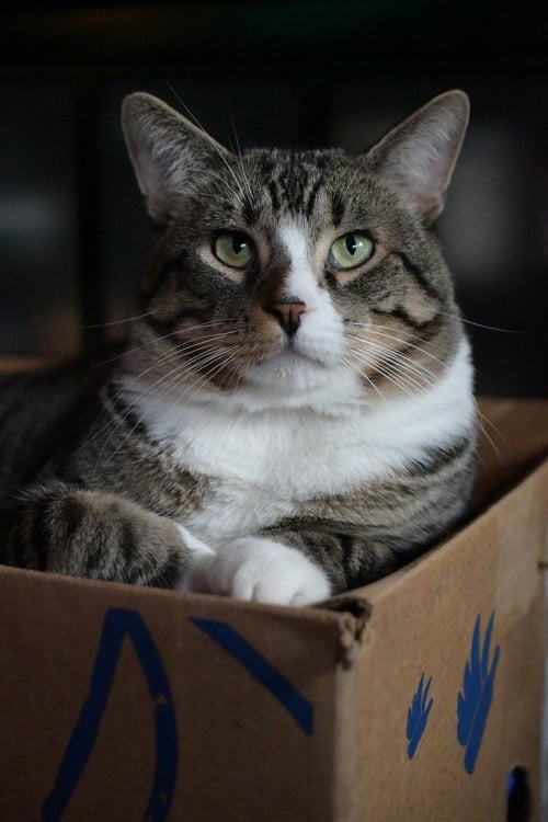 TAKE OFF (SPECIAL NEEDS) - Domestic Short Hair available for adoption