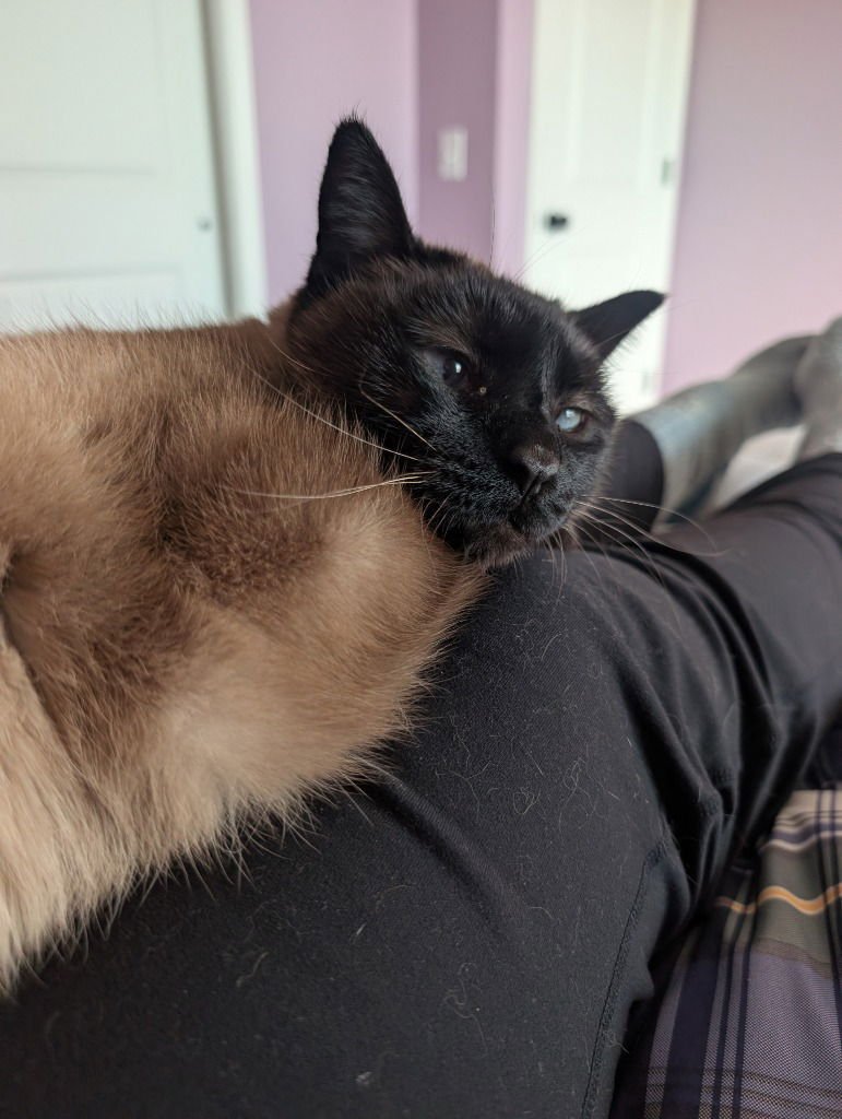 NALA-PENDING ADOPTION