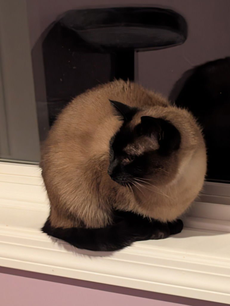 NALA-PENDING ADOPTION - Siamese available for adoption