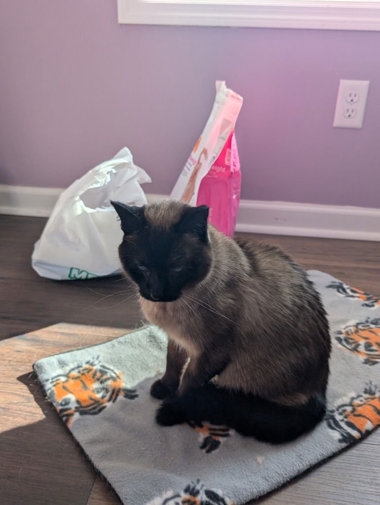 Nala-Pending Adoption - Photo 3