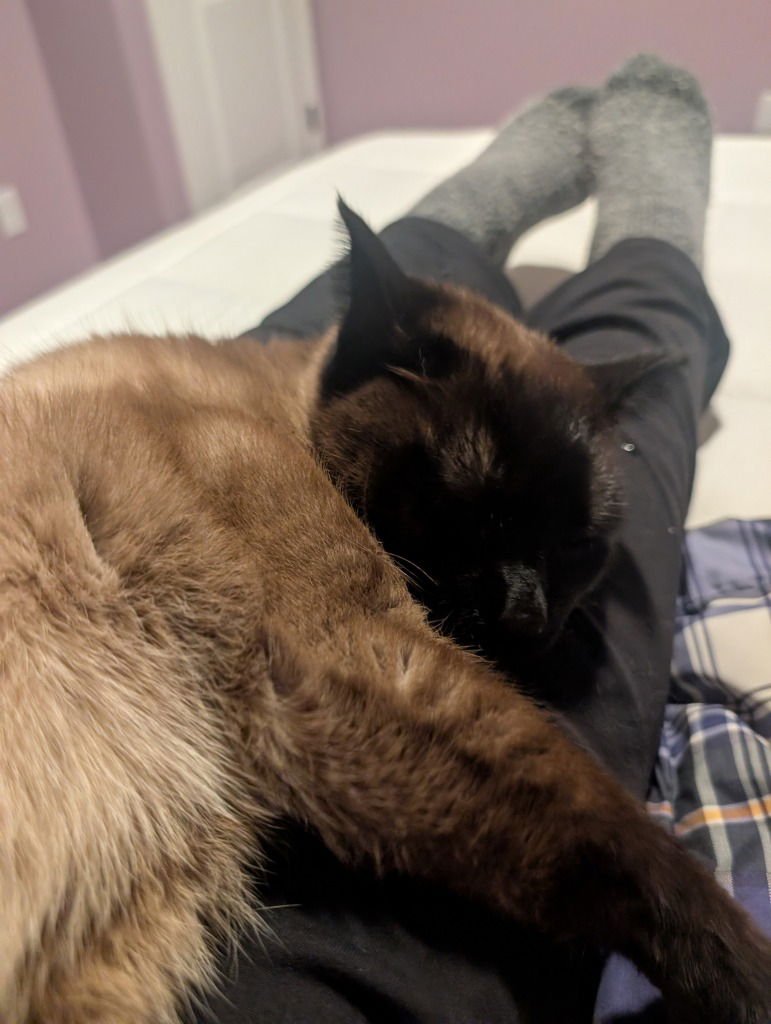 Nala-Pending Adoption - Photo 4