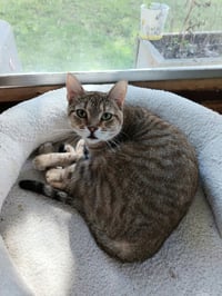 Nixie - Photo 2
