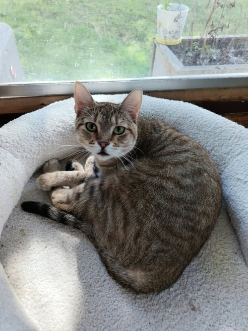 NIXIE - Domestic Short Hair available for adoption