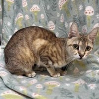 Nixie - Photo 4