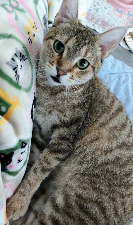 Nixie Image