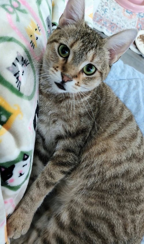 NIXIE - Domestic Short Hair available for adoption