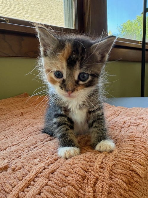 PICCANTE - NO LONGER ACCEPTING APPLICATIONS - Domestic Short Hair available for adoption