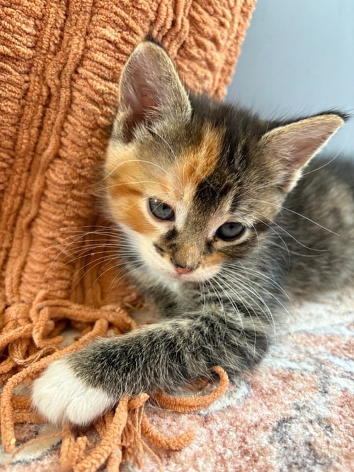 PICCANTE - NO LONGER ACCEPTING APPLICATIONS - Domestic Short Hair available for adoption