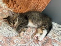 Piccante - No Longer Accepting Applications - Photo 4