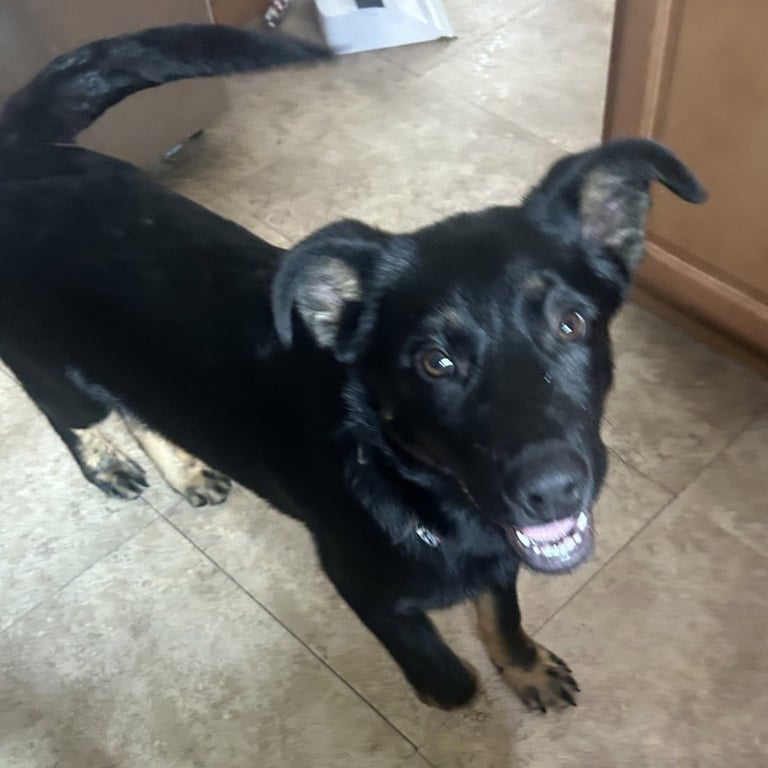 Bolt - Pending Adoption Image